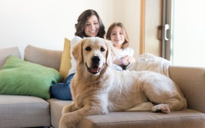 Pets and Family Law