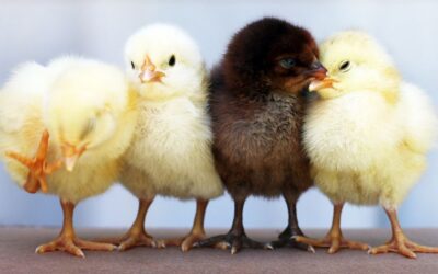 How vet clinics can stand out in crowded markets