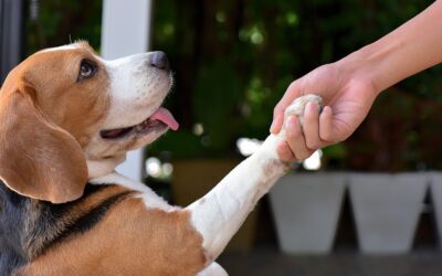 A Guide to Responding to Negative Google Reviews for Vet Clinics