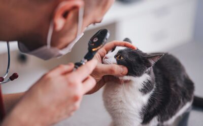 Bridging Preventive Care Gaps through Data and Marketing