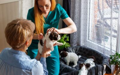Effective Communication for Veterinary Clinics