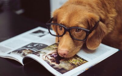 Email List Maintenance in Vet Marketing for 2025