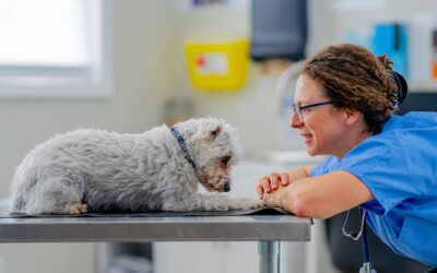 How Petpack Helped Dr Andrea Tims Grow Malvern Vet Hospital