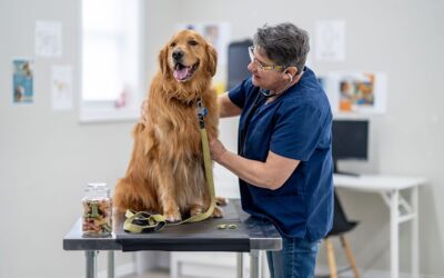 How Petpack Helped Dr Will Achieve His Business Goals In Record Time