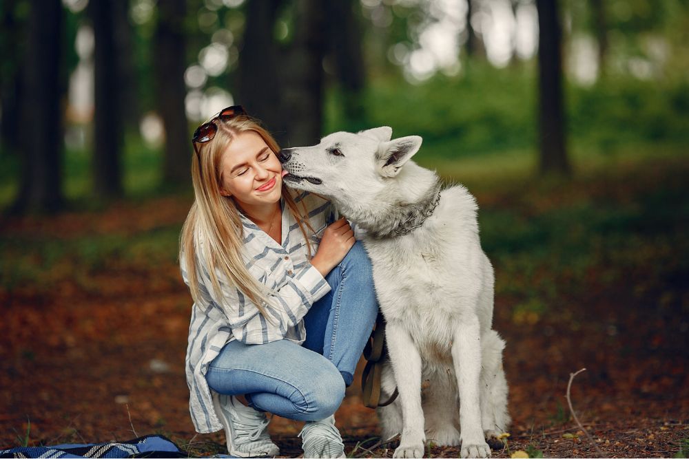 How vets can grow their Instagram followers