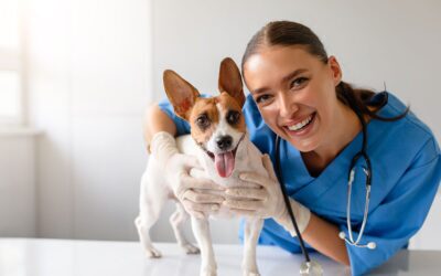 Support with Opening a New Vet Practice