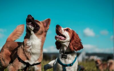 Transforming Veterinary Preventative Care