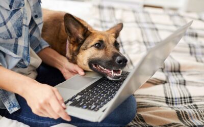 What Makes a Great Veterinary Clinic Website?