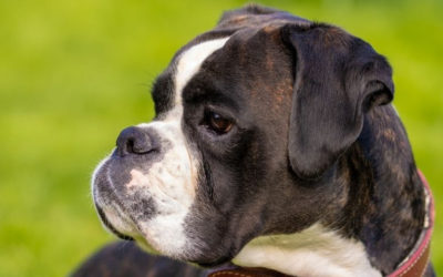 Research into heart disease in Boxer dogs