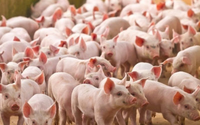 ASF and FMD threat to Australian pigs