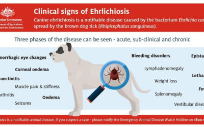 Vets reminded about clinical signs of Canine Ehrlichiosis