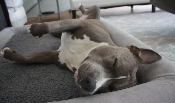 Koda on his Kangaroo Bed