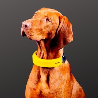 Smart collar tracks pet’s location, health metrics