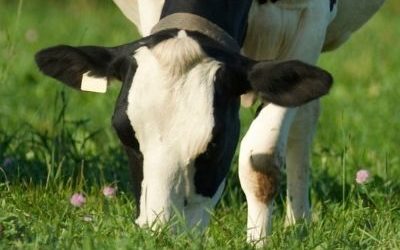 AVA releases antimicrobial guidelines for dairy cattle