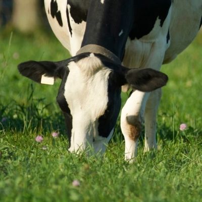 AVA releases antimicrobial guidelines for dairy cattle