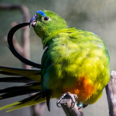 Rare Aussie birds go top of the pops