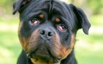 World’s largest study into cherry eye in dogs
