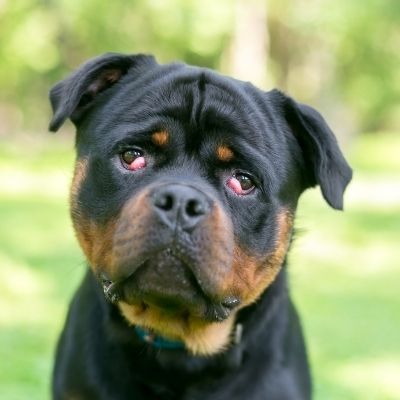 World’s largest study into cherry eye in dogs