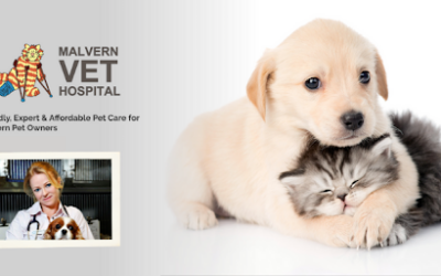 How PetPack Helped Dr Andrea Tims Grow Malvern Vet Hospital