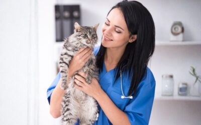Can Email Marketing Improve Preventative Care in Veterinary Clinics?
