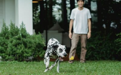 How can vet clinics stay top-of-mind with pet owners?