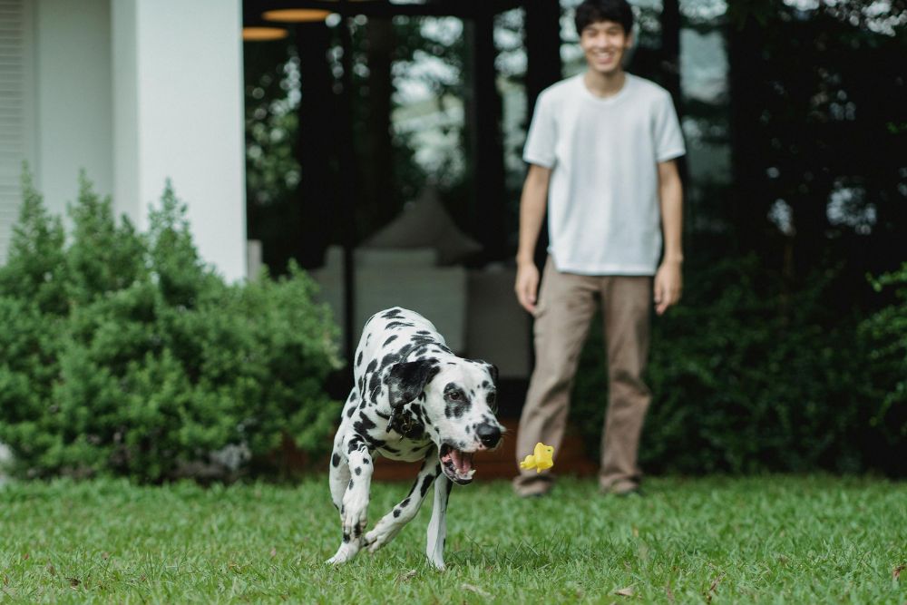 How can vet clinics stay top-of-mind with pet owners
