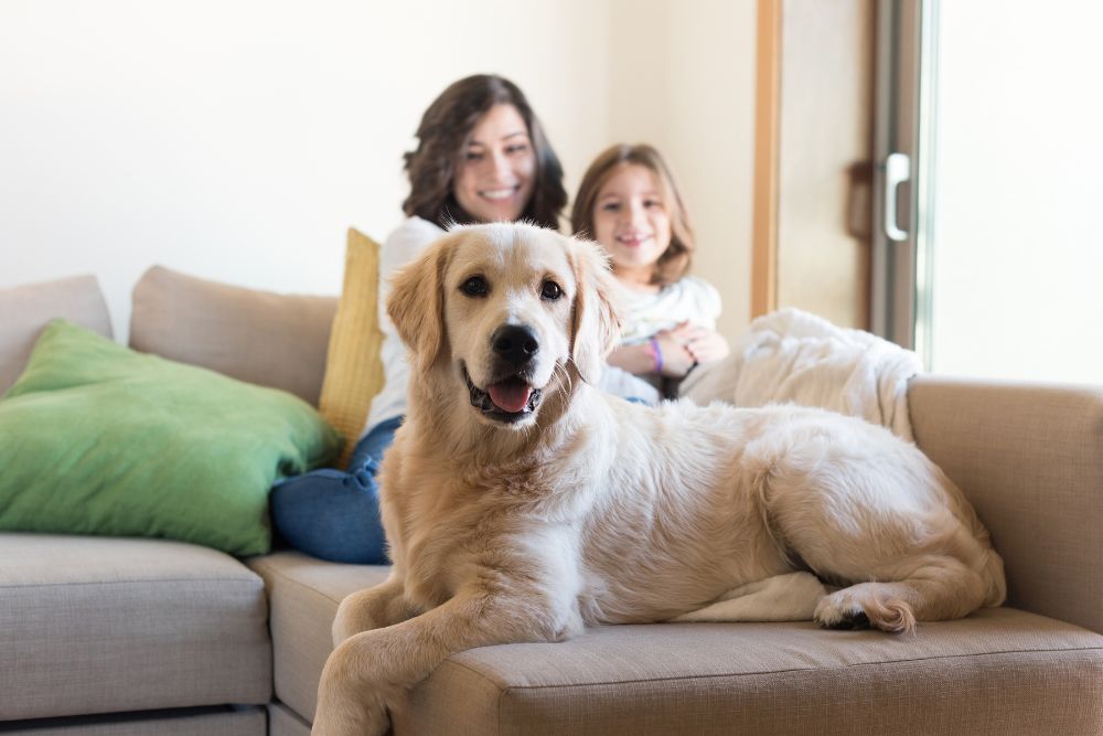 Pets and Family Law